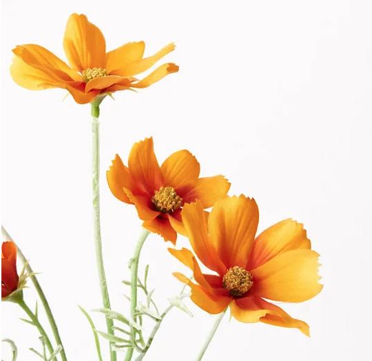 Cosmos Spray - Orange | Floral Interiors | Decorator | Thirty 16 Williamstown
