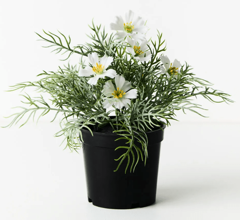 Cosmos Bush In Pot - White | Floral Interiors | Decorator | Thirty 16 Williamstown
