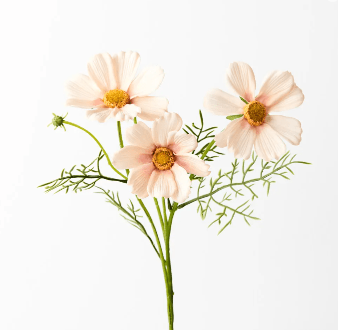 Cosmos Spray - Apricot Cream 50cml | Floral Interiors | Decorator | Thirty 16 Williamstown
