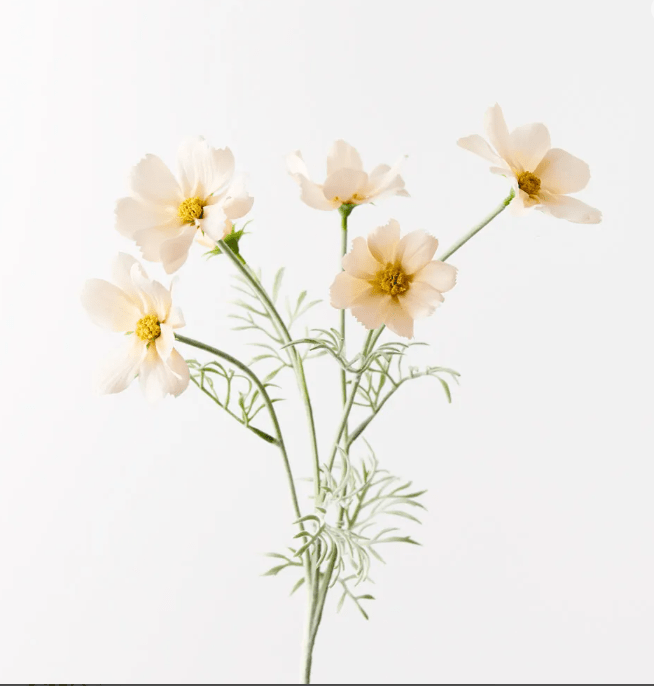 Cosmos Spray - Champagne 62cml | Floral Interiors | Decorator | Thirty 16 Williamstown
