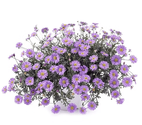 Grow Kit - Swan River Daisies Grow Kit | Urban Greens | Home Garden | Thirty 16 Williamstown