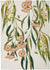 Luxury Microfibre Tea Towel - Flowering Gum White | Print Sisters | Aprons, Mitts & Tea Towels | Thirty 16 Williamstown