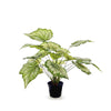 Begonia In Pot | Floral Interiors | Decorator | Thirty 16 Williamstown
