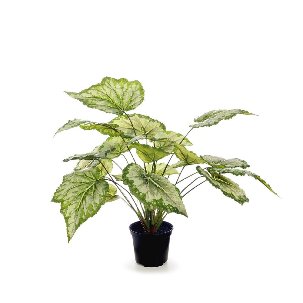 Begonia In Pot | Floral Interiors | Decorator | Thirty 16 Williamstown