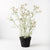 Flannel Flower In Pot | Floral Interiors | Decorator | Thirty 16 Williamstown