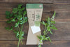 Gift of Seeds Card - Trio of Herbs | Sow &#39;n Sow | Home Garden | Thirty 16 Williamstown