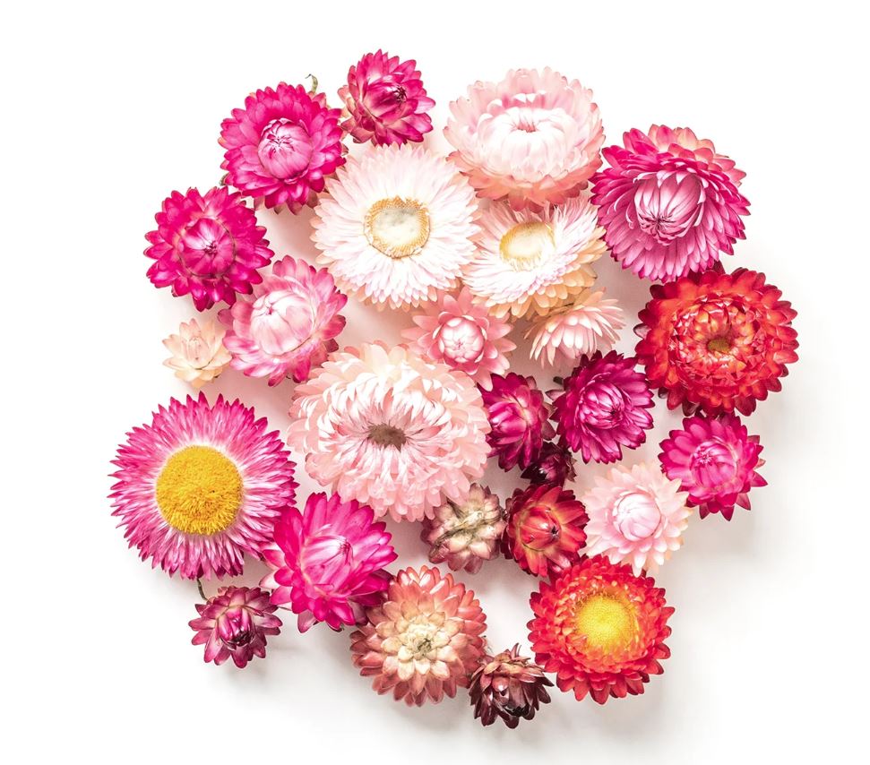 Grow Kit - Australian Native Everlasting Daisies | Retro Kitchen | Home Garden | Thirty 16 Williamstown