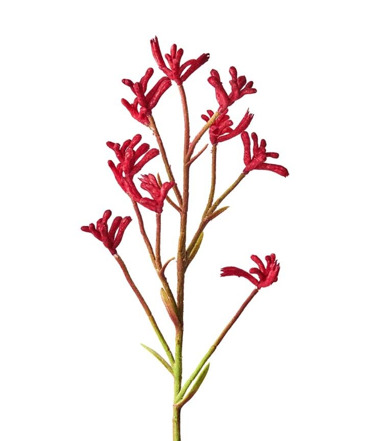 Grow Kit - Australian Native Kangaroo Paws | Retro Kitchen | Home Garden | Thirty 16 Williamstown