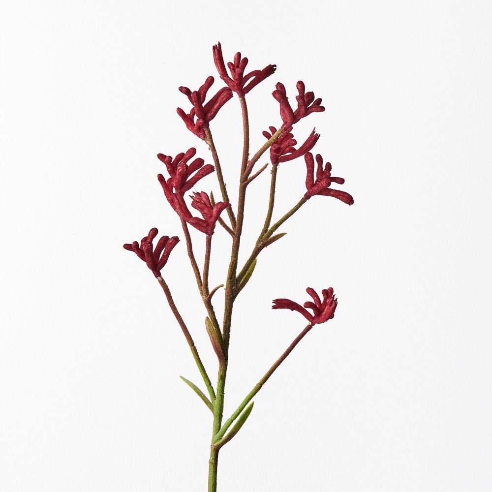 Kangaroo Paw - Burgundy | Floral Interiors | Decorator | Thirty 16 Williamstown