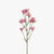 Kangaroo Paw - Pink | Floral Interiors | Decorator | Thirty 16 Williamstown