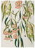 Linen Tea Towel - Flowering Gum White | K E Design | Aprons, Mitts & Tea Towels | Thirty 16 Williamstown
