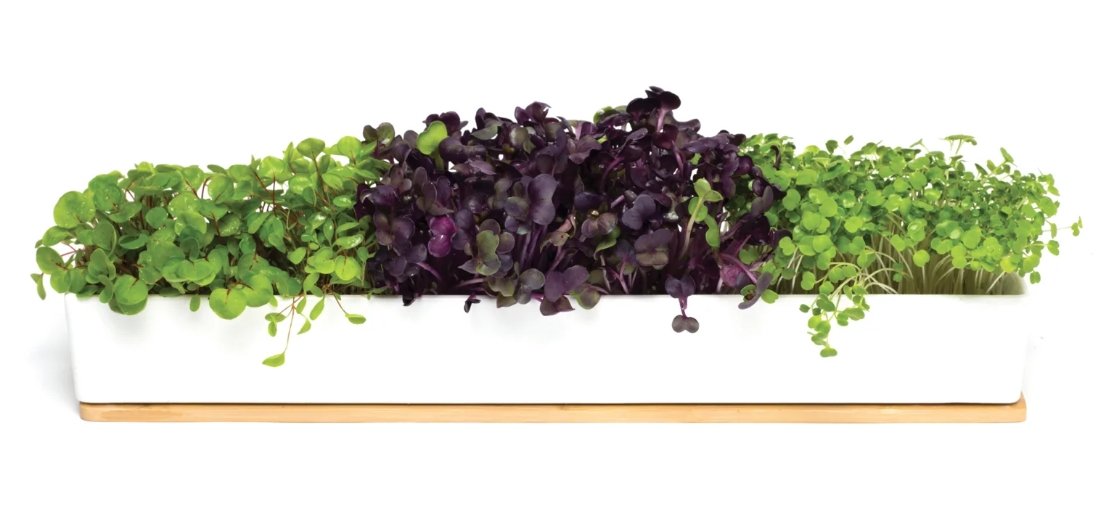Micro Greens Window Sill Box | Retro Kitchen | Home Garden | Thirty 16 Williamstown