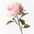 Peony Celeste - Light Pink | Floral Interiors | Decorator | Thirty 16 Williamstown