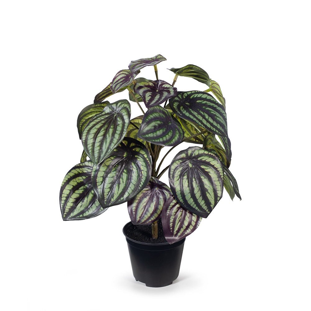 Peperomia Watermelon in Pot | Floral Interiors | Decorator | Thirty 16 Williamstown
