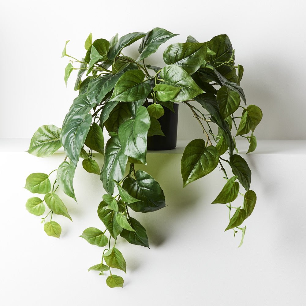 Philodendron Hanging Bush in Pot | Floral Interiors | Decorator | Thirty 16 Williamstown