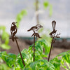 Plant Stake - Magpie | Metalbird | Home Garden | Thirty 16 Williamstown