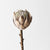 Protea King | Floral Interiors | Decorator | Thirty 16 Williamstown