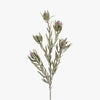 Protea Leucadendron Spray - Burgundy | Floral Interiors | Decorator | Thirty 16 Williamstown