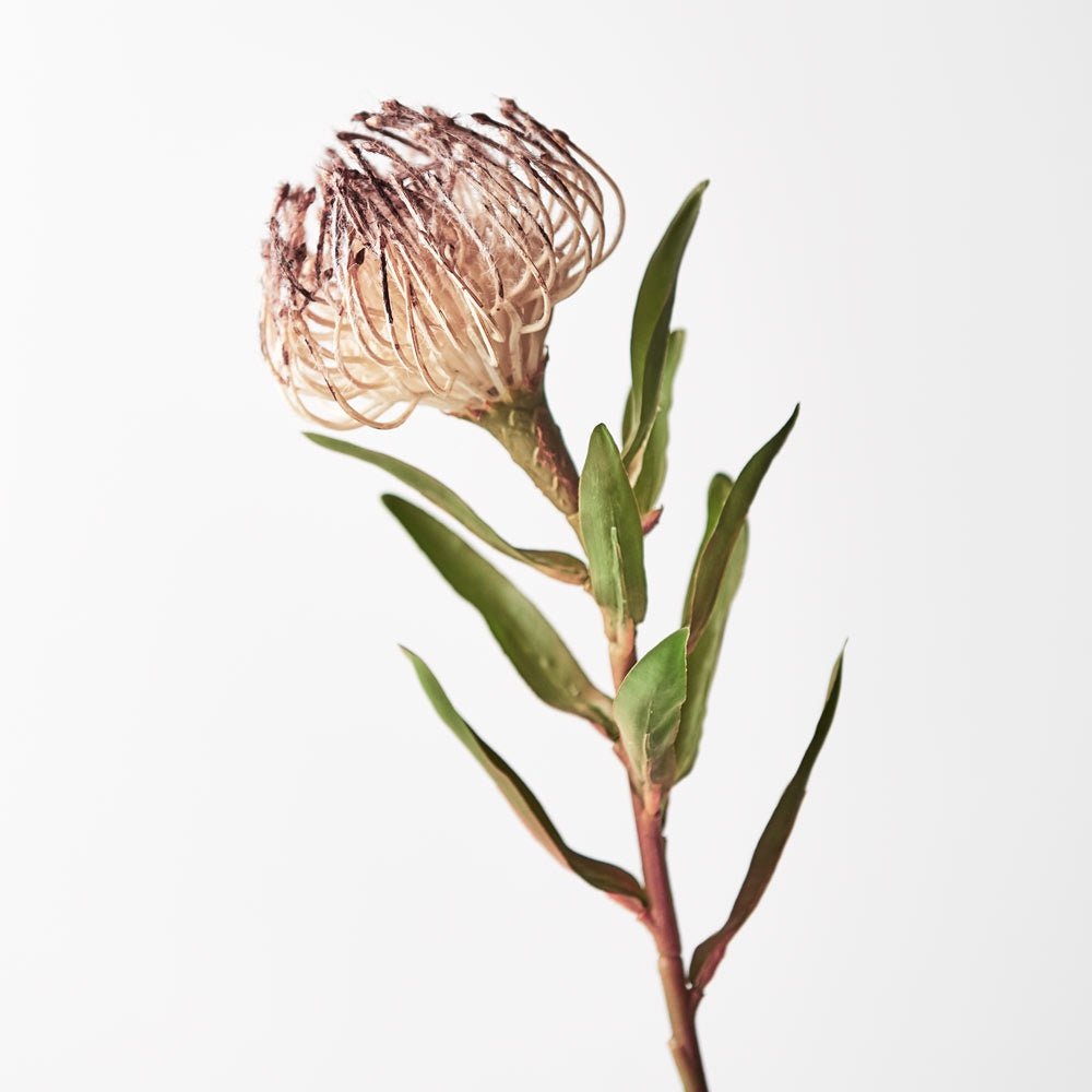 Protea Leucospermum Coffee | Floral Interiors | Decorator | Thirty 16 Williamstown