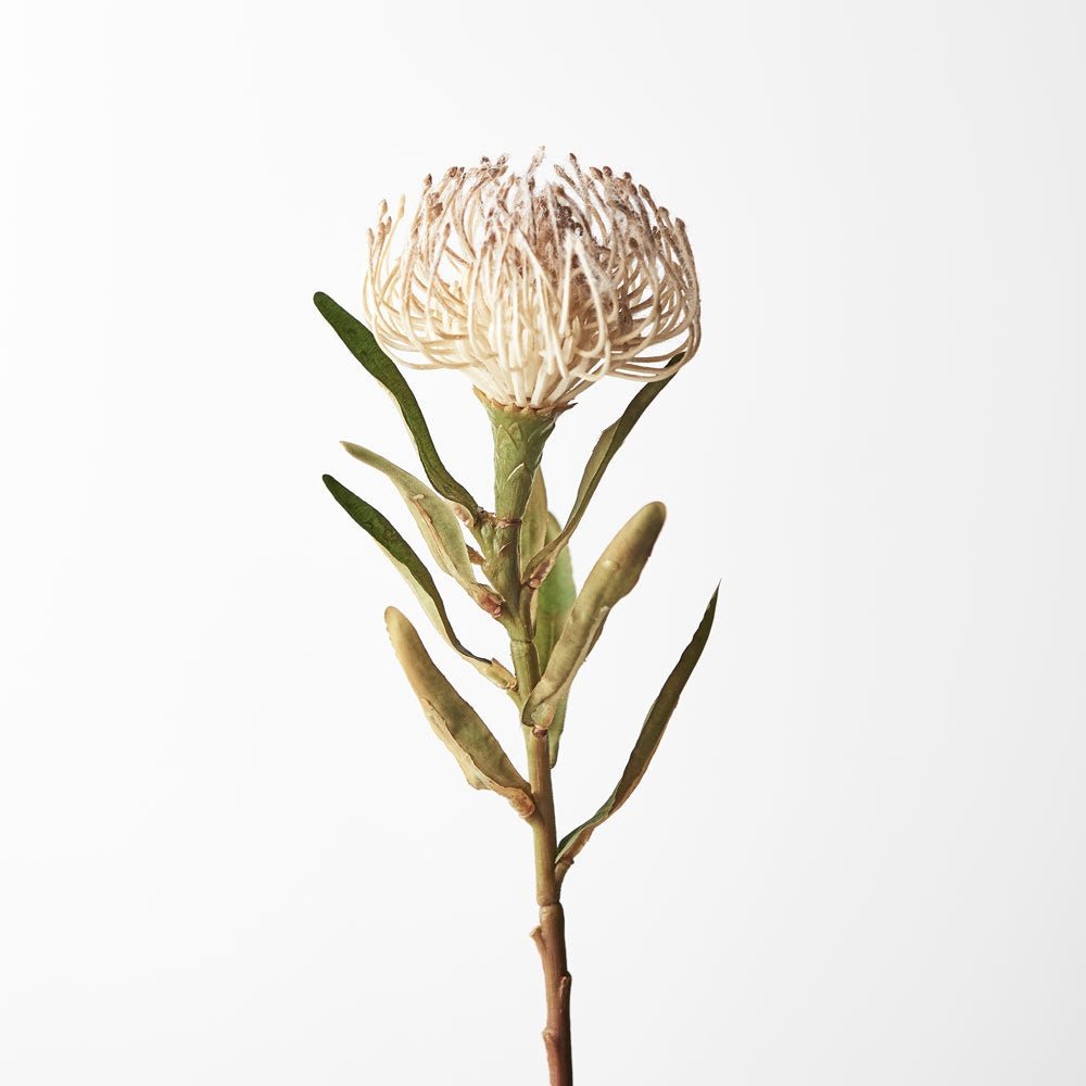 Protea Leucospermum Cream | Floral Interiors | Decorator | Thirty 16 Williamstown