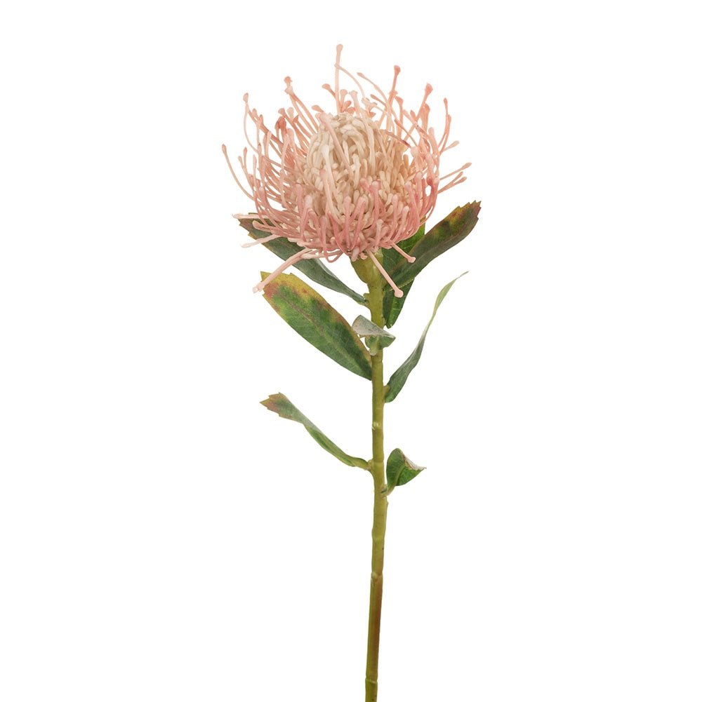 Protea Leucospermum Light Pink | Floral Interiors | Decorator | Thirty 16 Williamstown