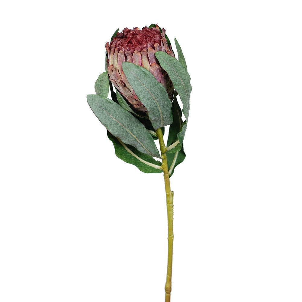 Protea Magnifica | Floral Interiors | Decorator | Thirty 16 Williamstown
