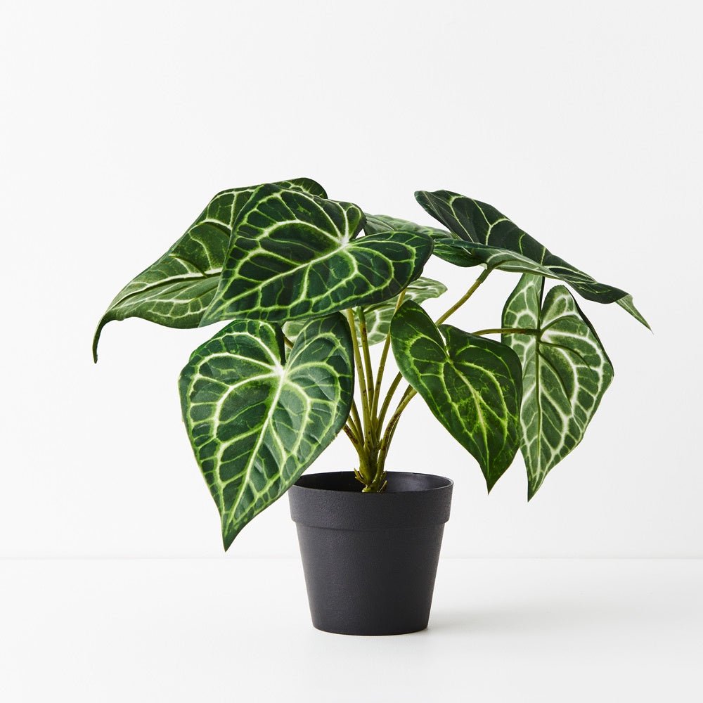 Syngonium Batik Plant In Pot | Floral Interiors | Decorator | Thirty 16 Williamstown
