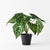 Syngonium Batik Plant In Pot | Floral Interiors | Decorator | Thirty 16 Williamstown