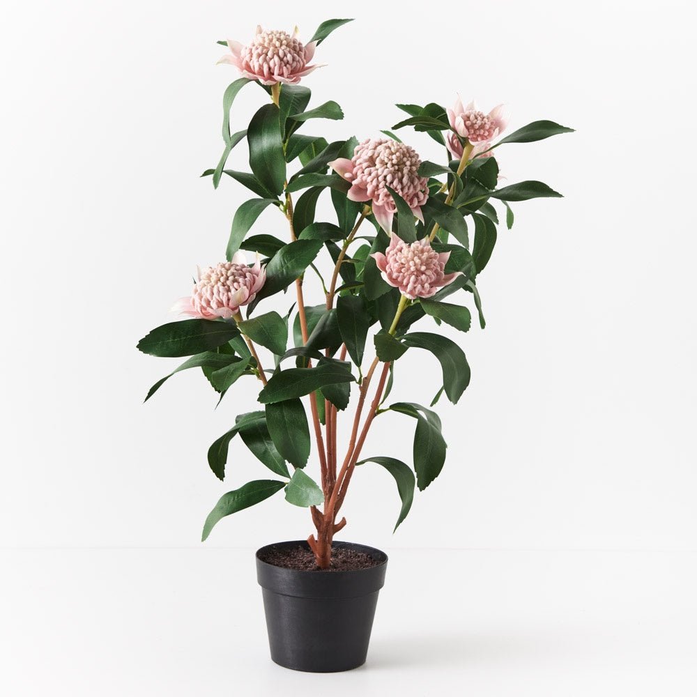 Waratah Plant In Pot - Light Pink | Floral Interiors | Decorator | Thirty 16 Williamstown