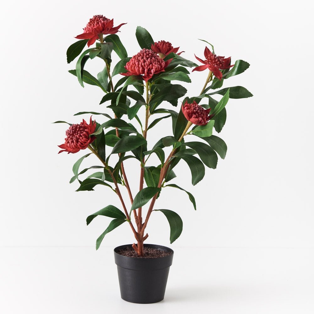 Waratah Plant In Pot - Red | Floral Interiors | Decorator | Thirty 16 Williamstown