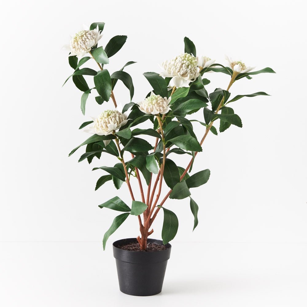 Waratah Plant In Pot - White | Floral Interiors | Decorator | Thirty 16 Williamstown