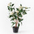 Waratah Plant In Pot - White | Floral Interiors | Decorator | Thirty 16 Williamstown
